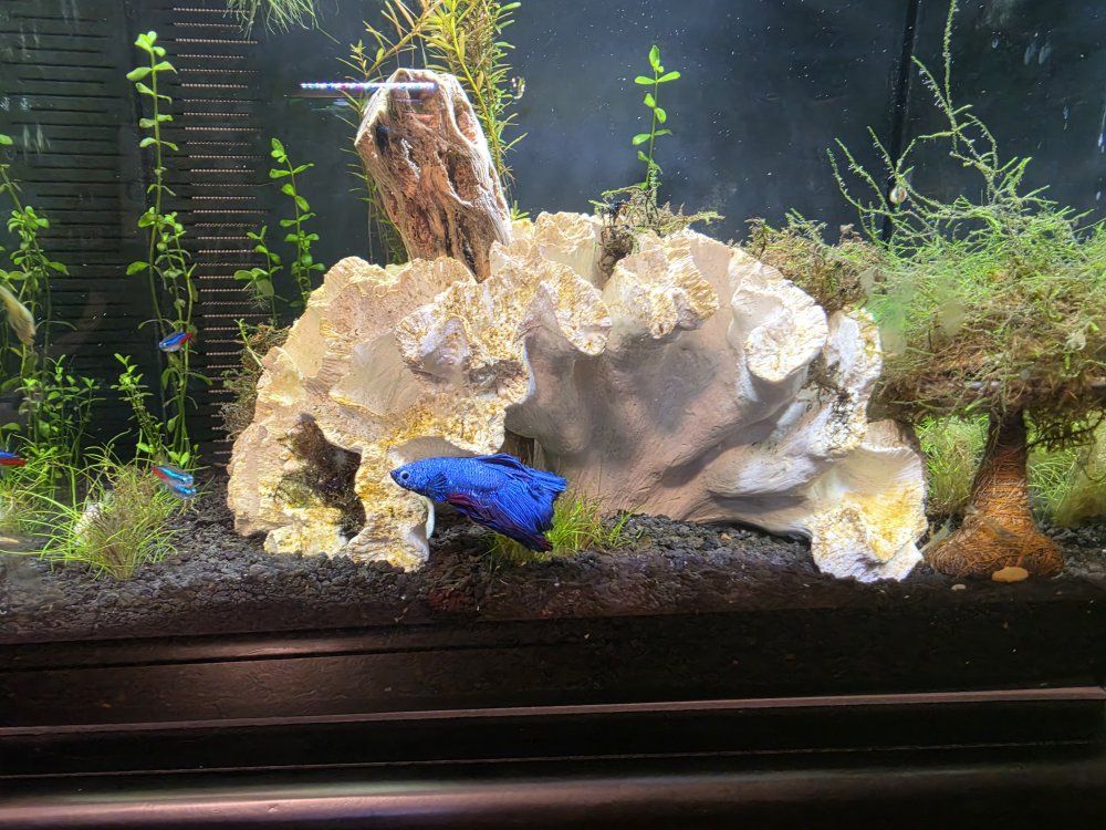Main image 6