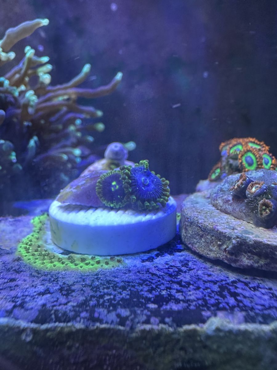Exosphere Zoas Coral Frag