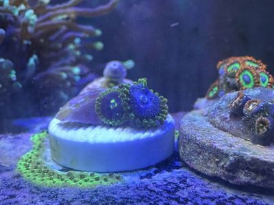 Exosphere Zoas Coral Frag