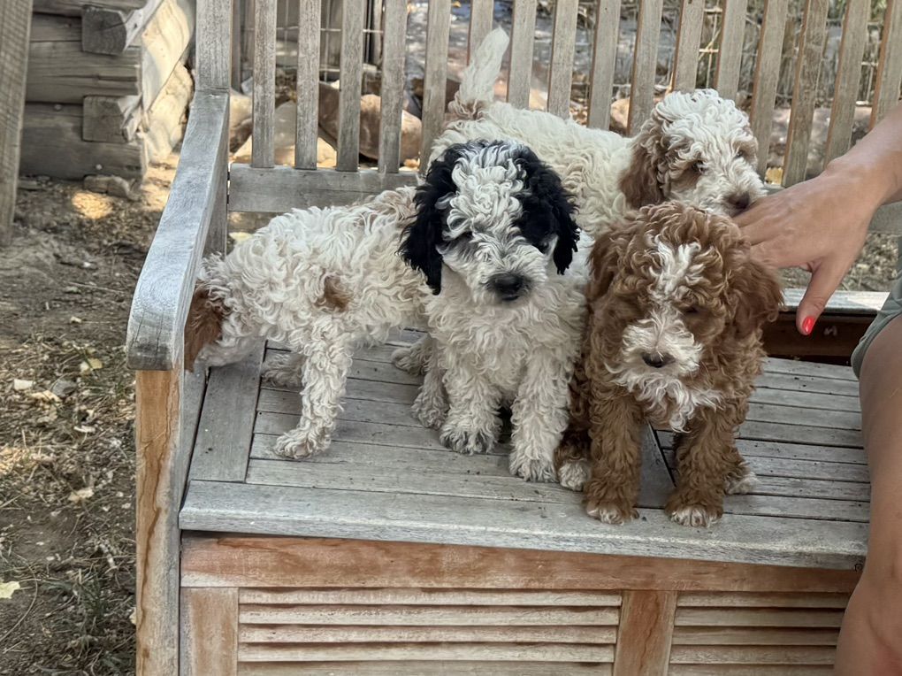 Akc Mini Poodle Puppies Pup