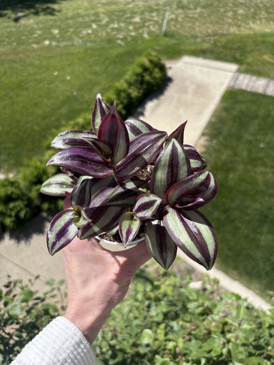 Tradescantia Zebrina House Plant