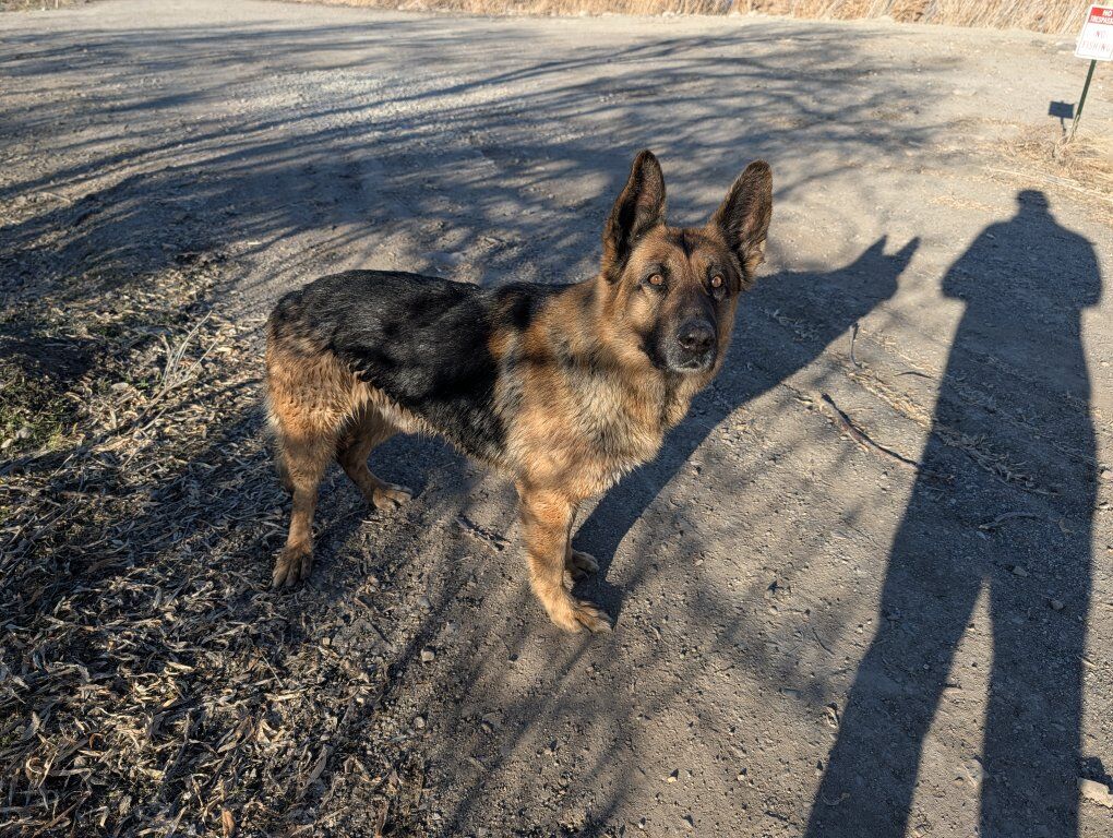 GERMAN SHEPHERD for STUD