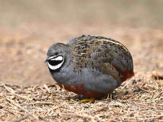 button quail 