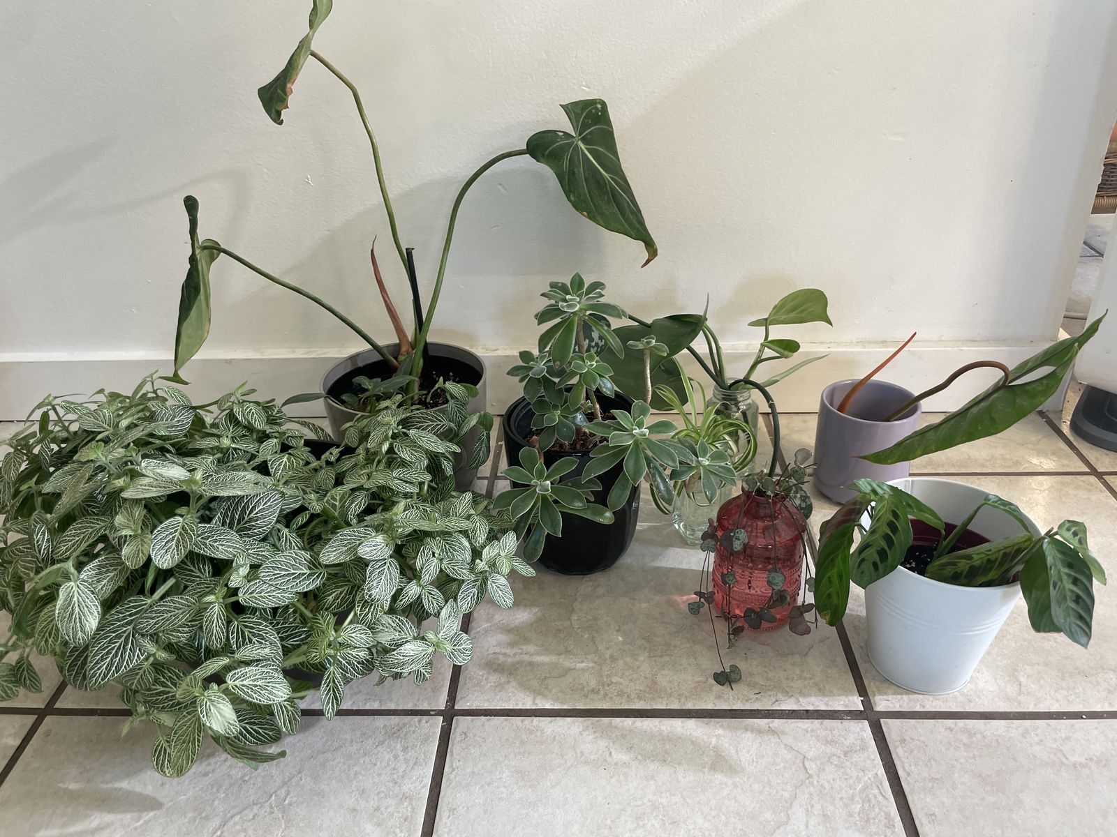Houseplants