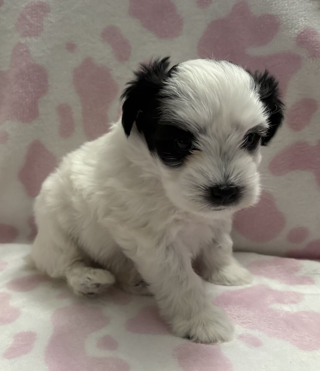 Price Reduced! AKC Miniature Schnauzer- Female