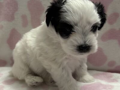 Price Reduced! AKC Miniature Schnauzer- Female