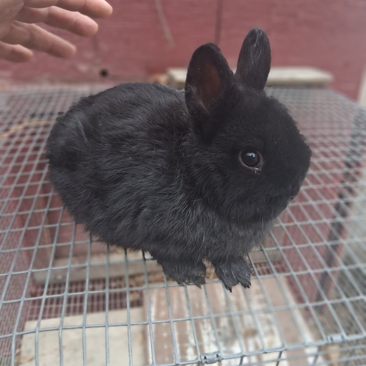 NETHERLAND DWARF BUNNIES 4 BUCKS
