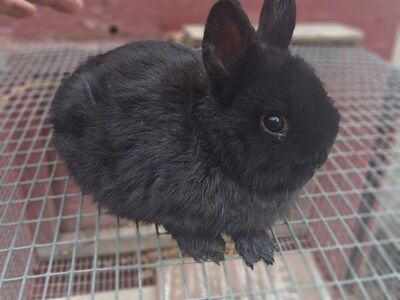 NETHERLAND DWARF BUNNIES 4 BUCKS