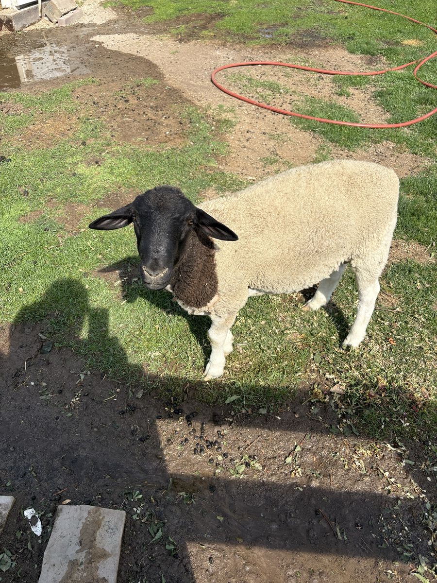 Dorper Lamb