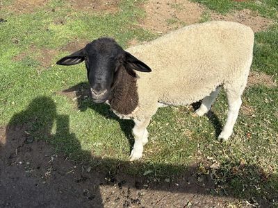 Dorper Lamb