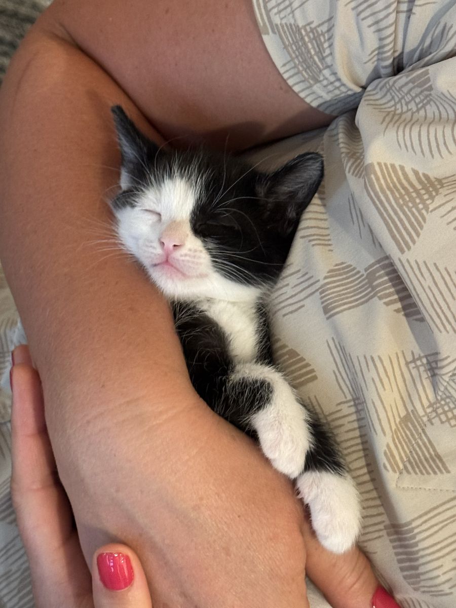 6 adorable kittens