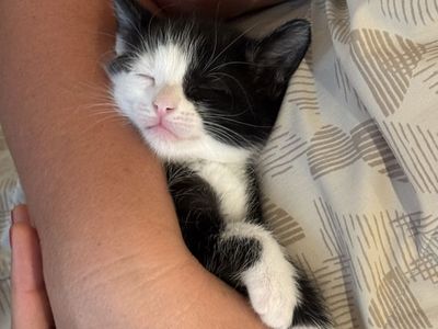 6 adorable kittens