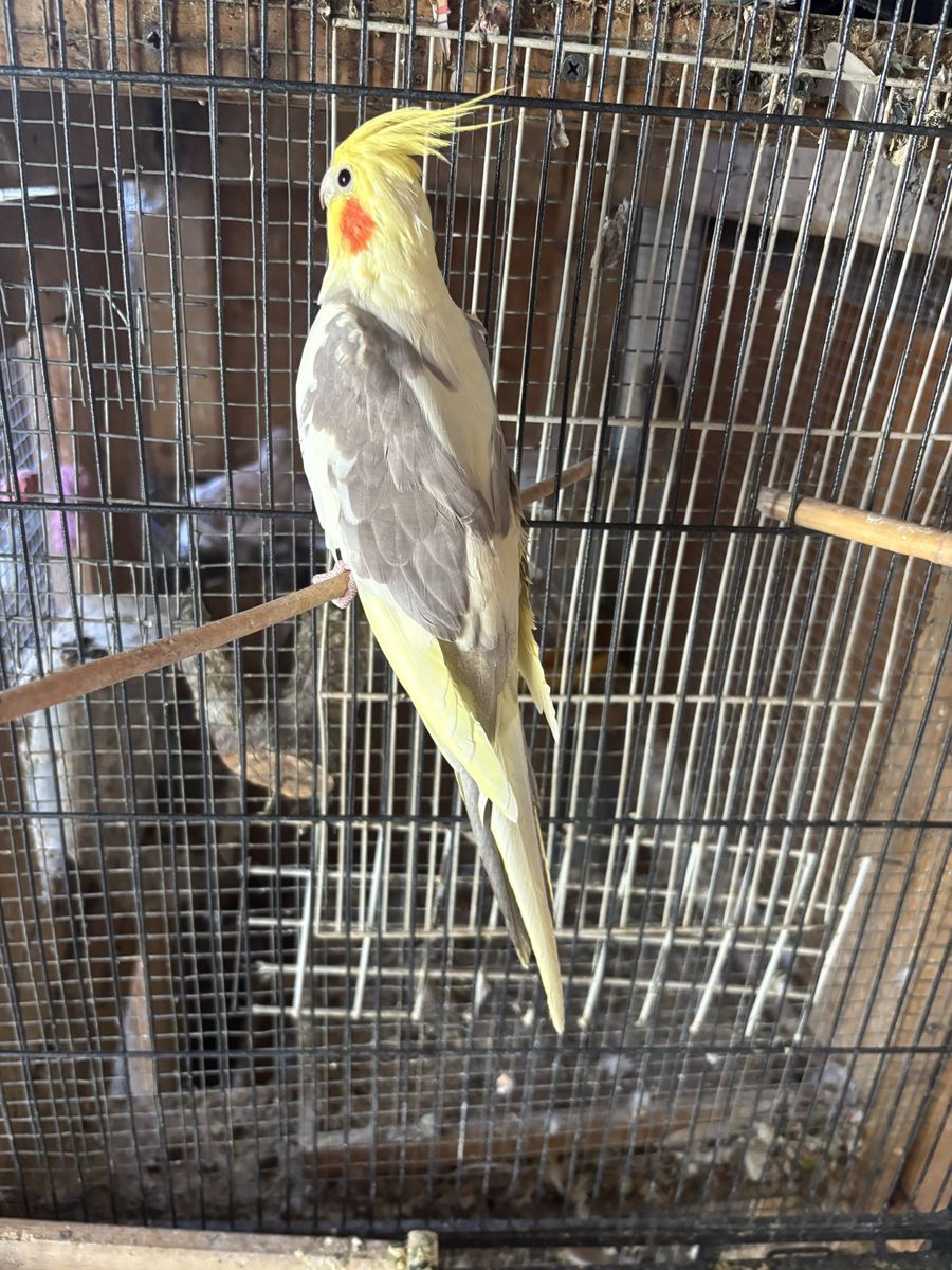 Cocktails for sale $ 180.00 each 9 months old