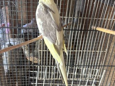 Cocktails for sale $ 180.00 each 9 months old