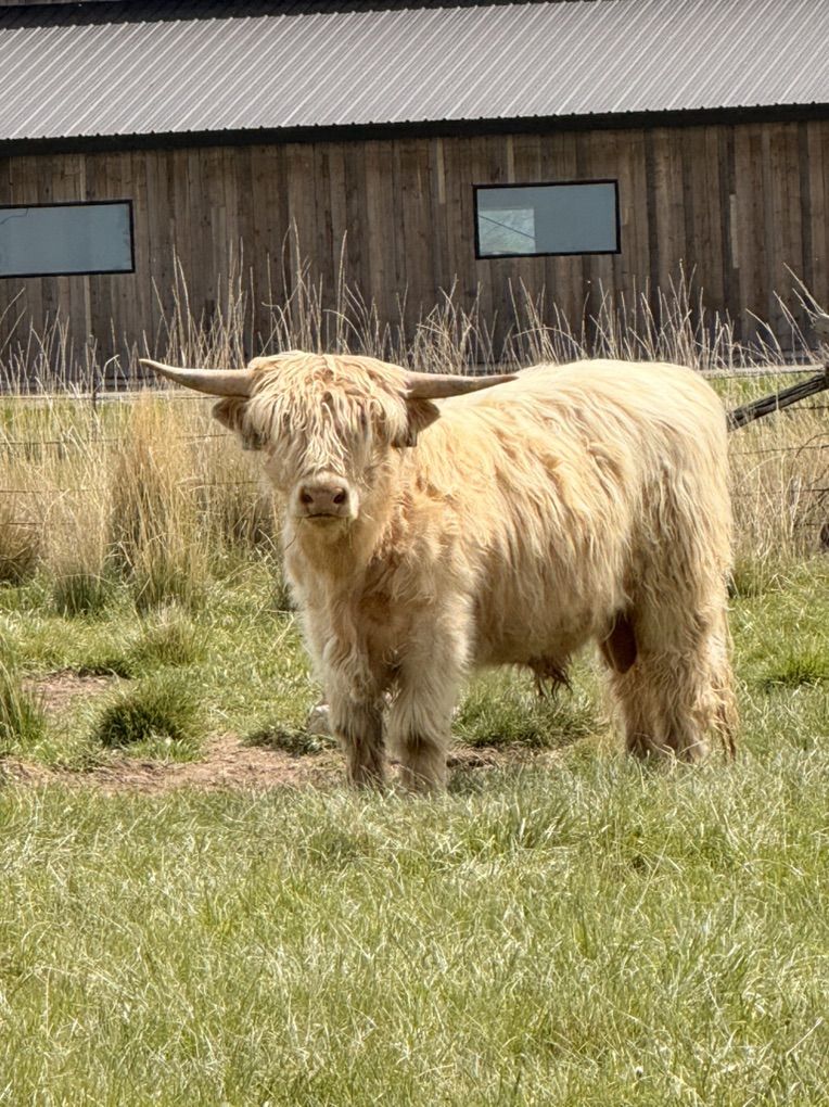 Scottish Highland Bull