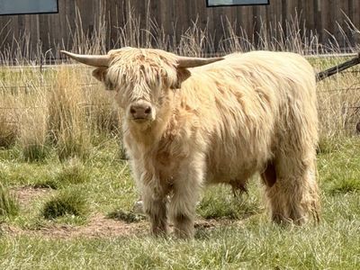 Scottish Highland Bull