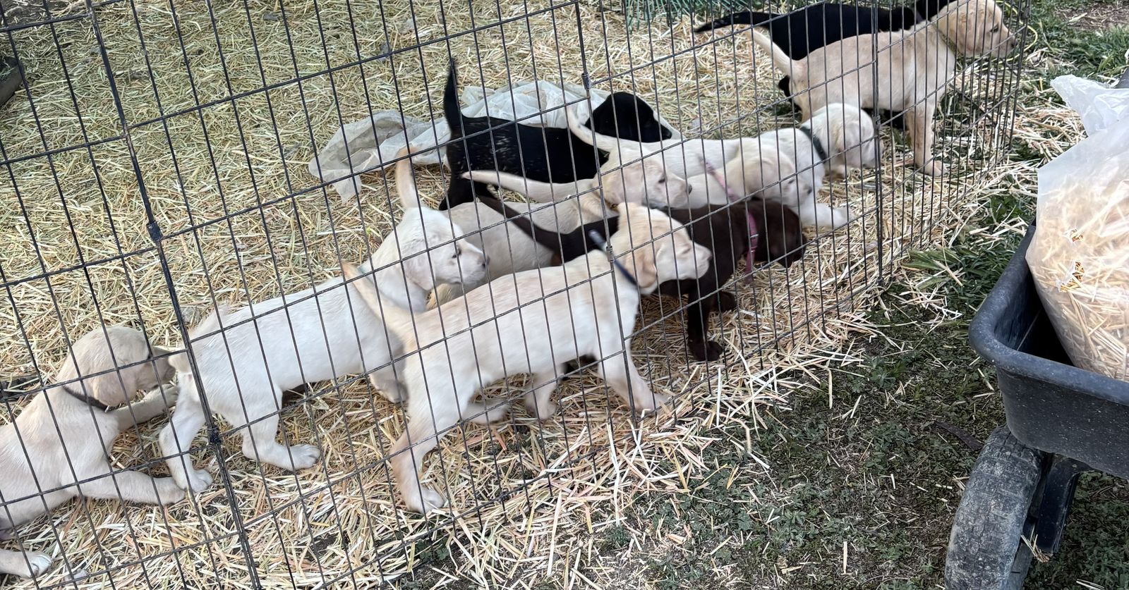 AKC Registered Labrador Puppies (Mother's Day Special) $150