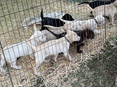 AKC Registered Labrador Puppies (Mother's Day Special) $150