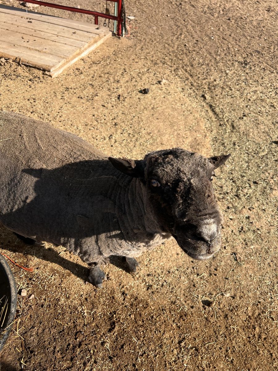 5yr old Babydoll Ram
