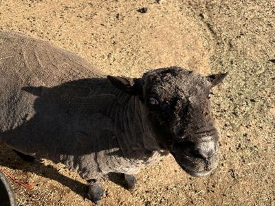 5yr old Babydoll Ram