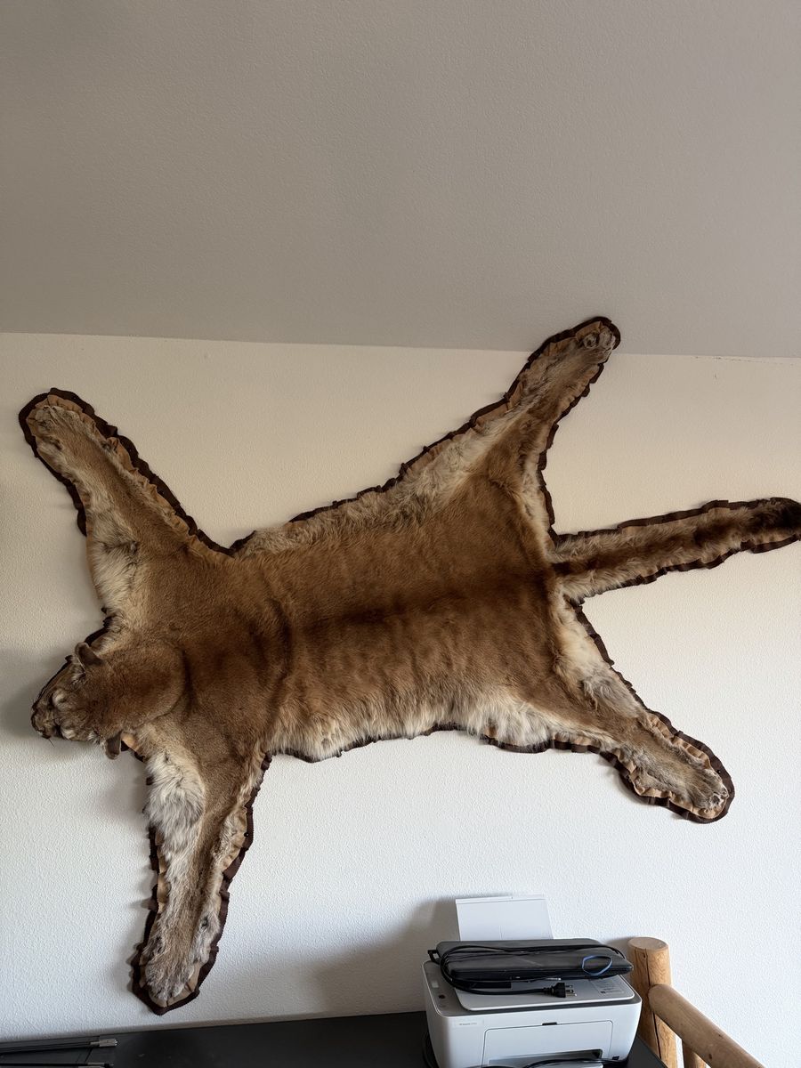 Mountain lion rug