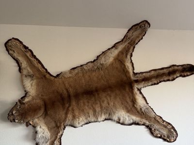 Mountain lion rug