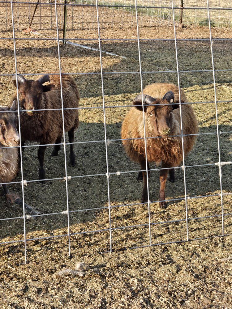 Icelandic ram lambs