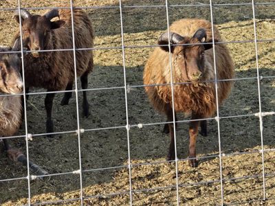 Icelandic ram lambs