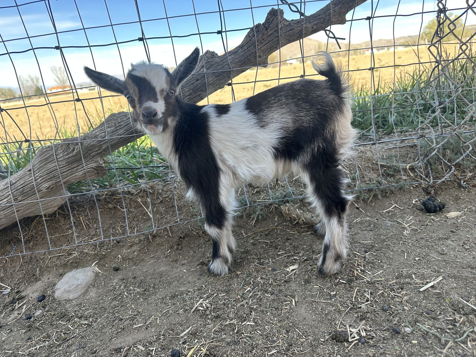 Nigerian Dwarf Buckling