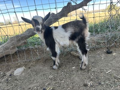 Nigerian Dwarf Buckling