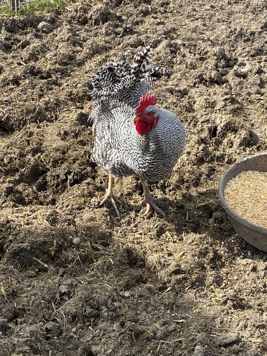 Rooster Plymouth Rock