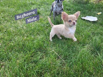 Akc Chihuahua Puppy