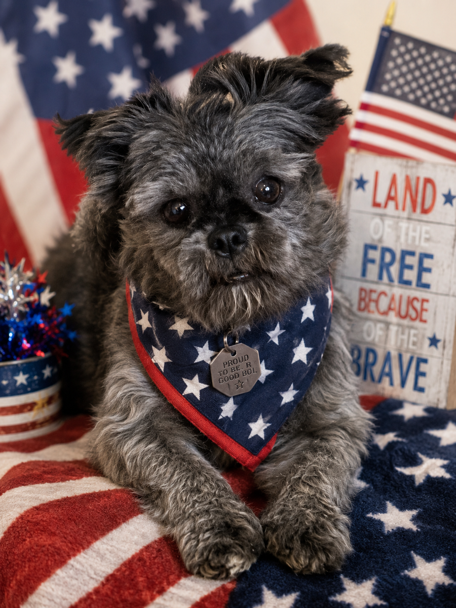 Bronco - Young Brussels Griffon Mix Male - Available for Adoption