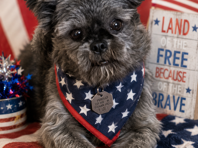 Bronco - Young Brussels Griffon Mix Male - Available for Adoption