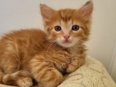 Hello my name is Grain