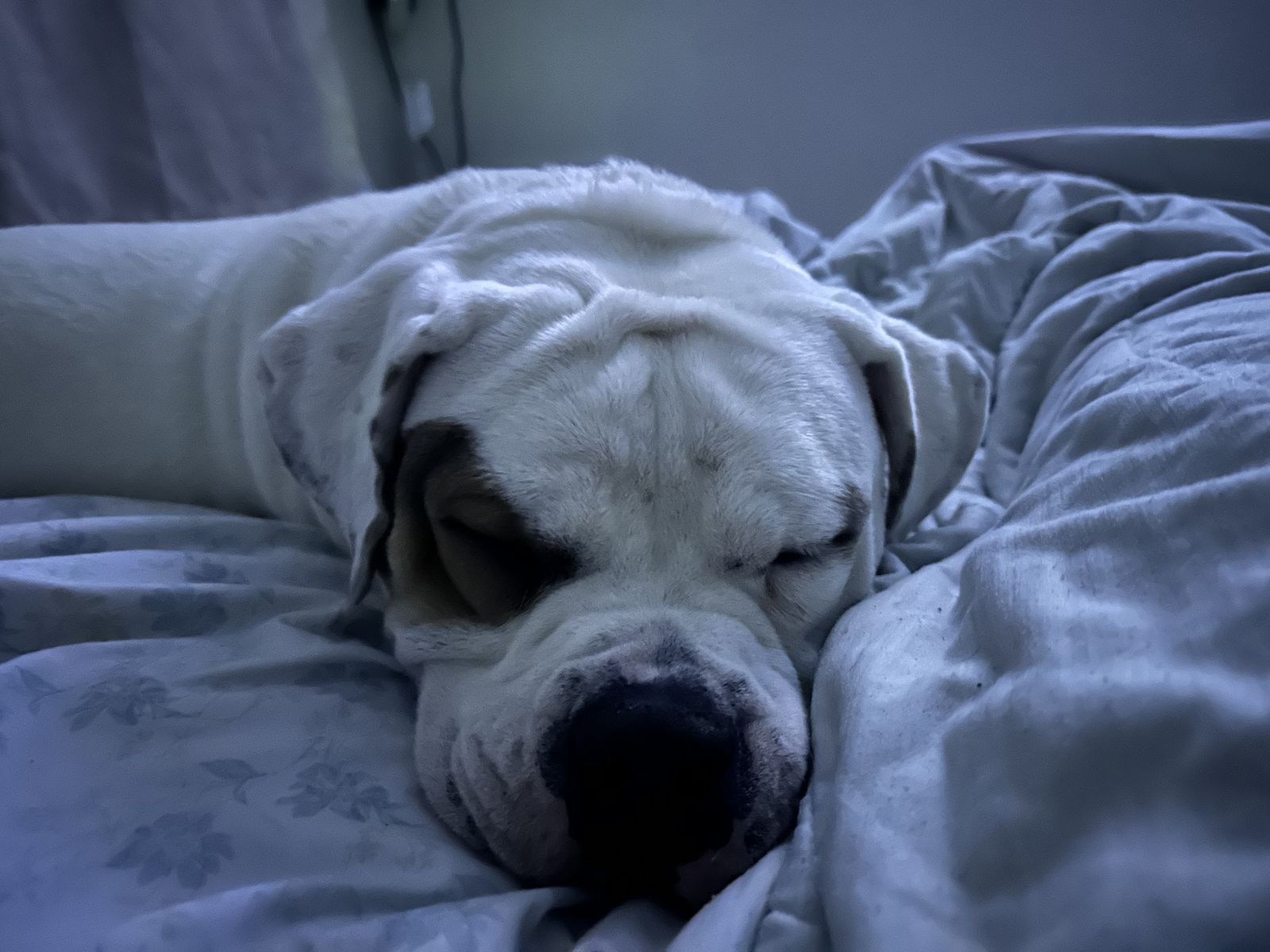 Appa: Bully Bulldog Mix