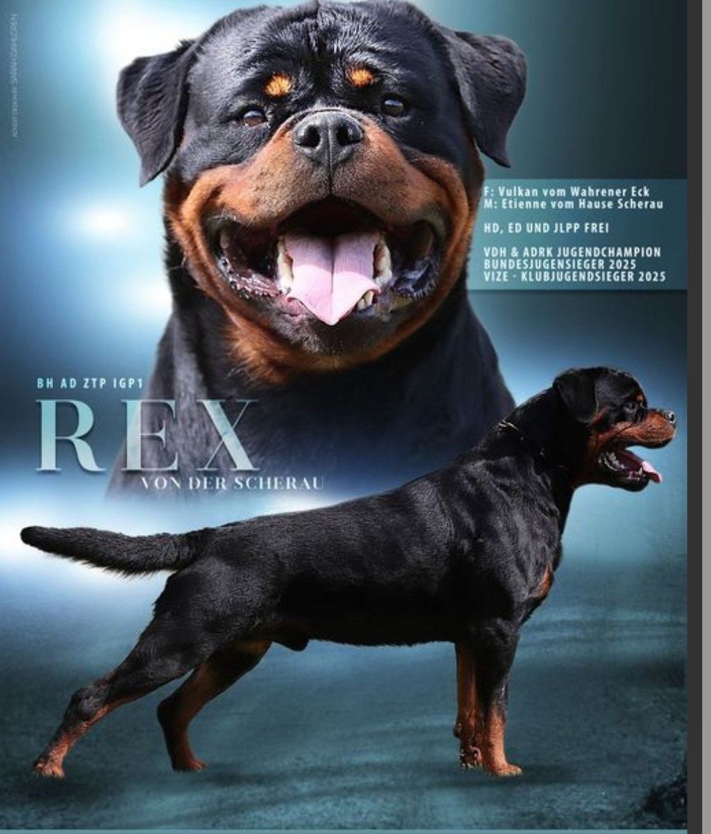 #1 Rated AKC German Rottweiler Puppies