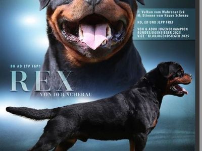 #1 Rated AKC German Rottweiler Puppies