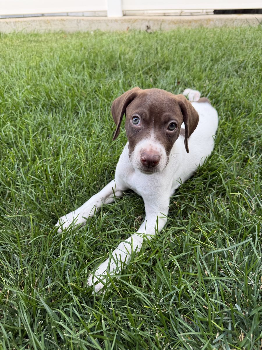 Pointer/Lab 8 weeks old (RESCUE) Female puppy!