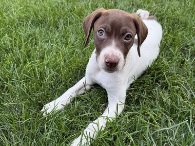 Pointer/Lab 8 weeks old (RESCUE) Female puppy!