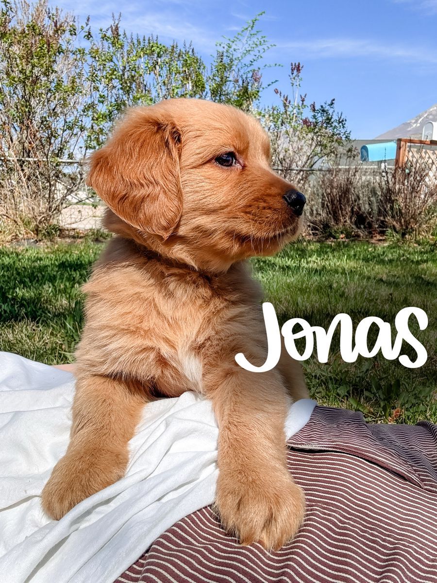 Golden Retriever X Aussiedoodle Puppies