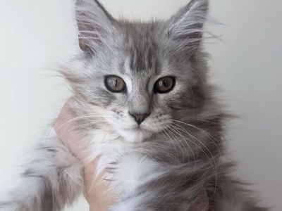 Female Maine Coon Kitten