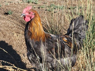 High Quality Blue Copper Marans Rooster!