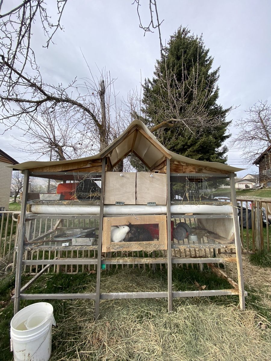 Rabbits package 5 bunny rabbits + 1 big hutch & 1 small hutch