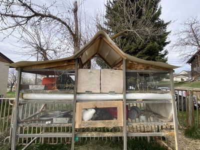 Rabbits package 5 bunny rabbits + 1 big hutch & 1 small hutch