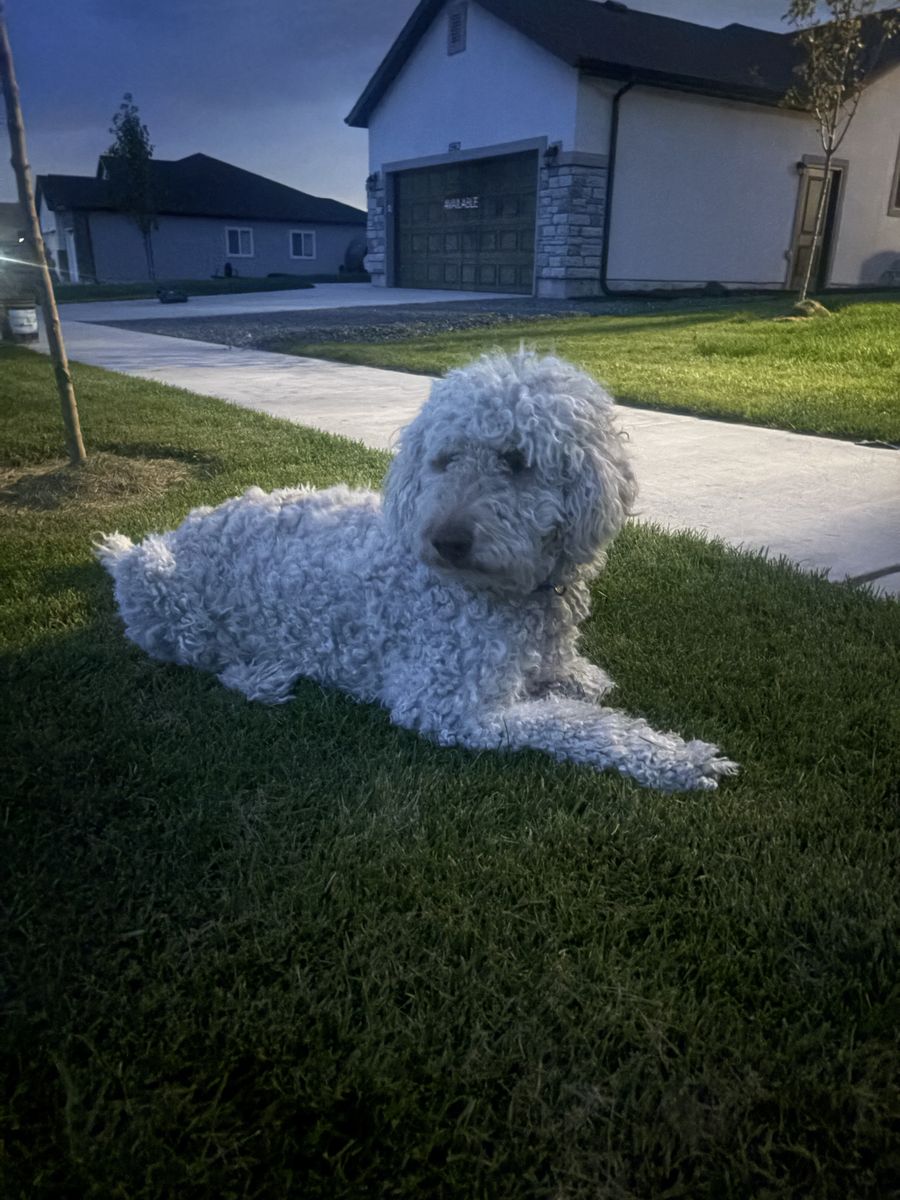 Friendly Labradoodle Dog - Great with Cats