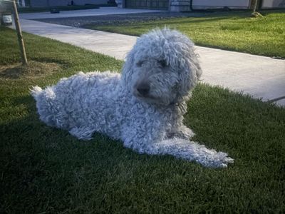 Friendly Labradoodle Dog - Great with Cats
