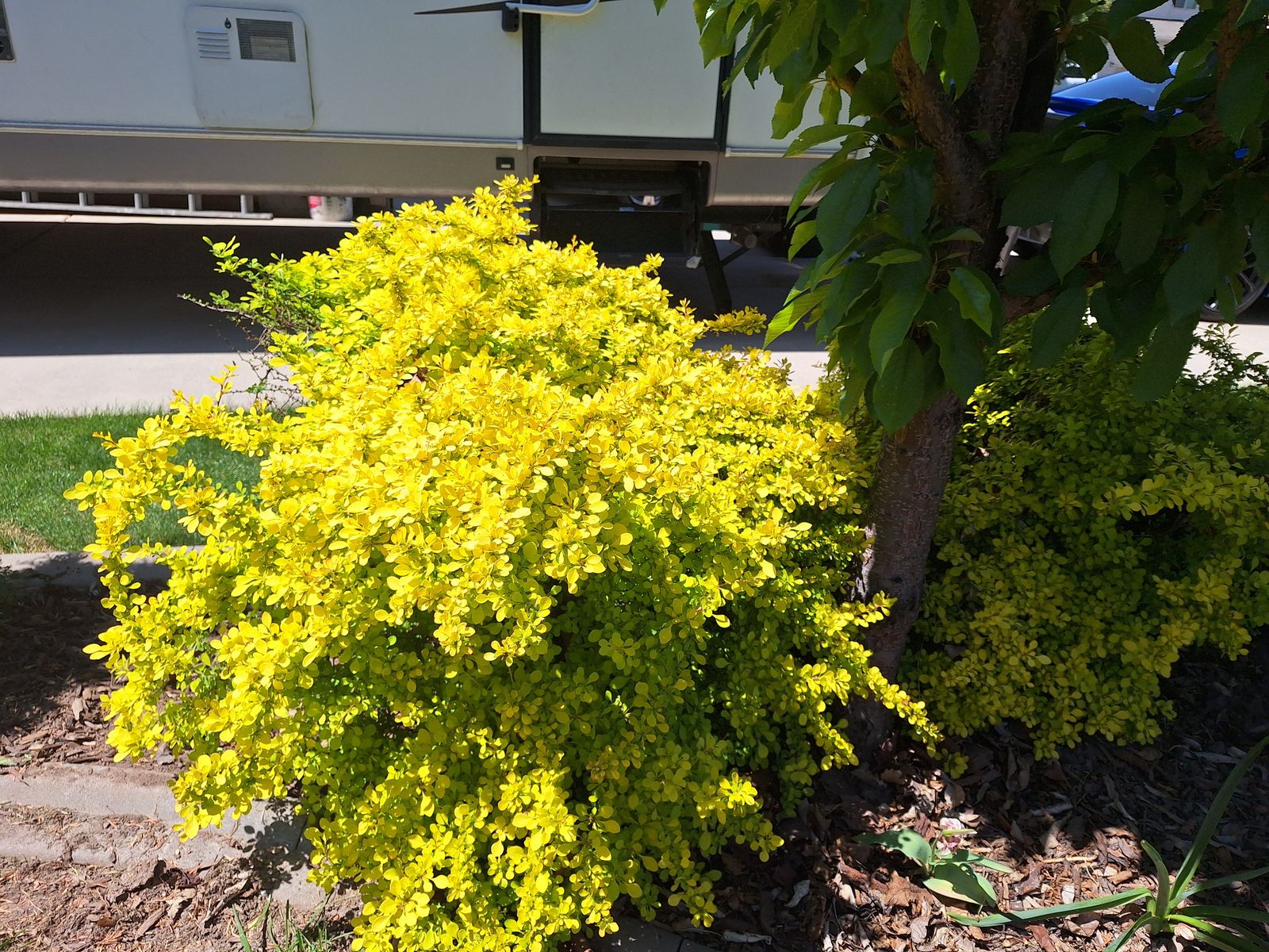 Golden yellow Barberry bushes shrubs thorny hardy plants