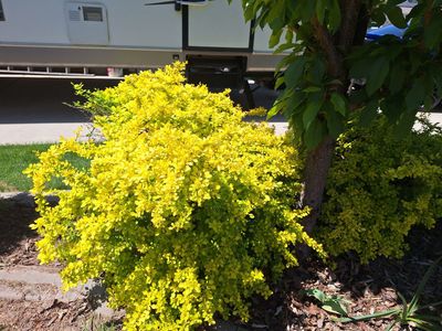 Golden yellow Barberry bushes shrubs thorny hardy plants