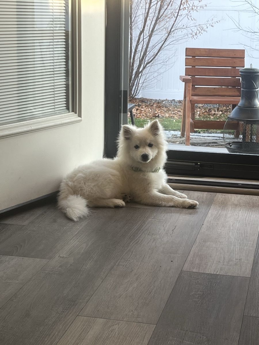 9 Mo Old Female Mini American Eskimo